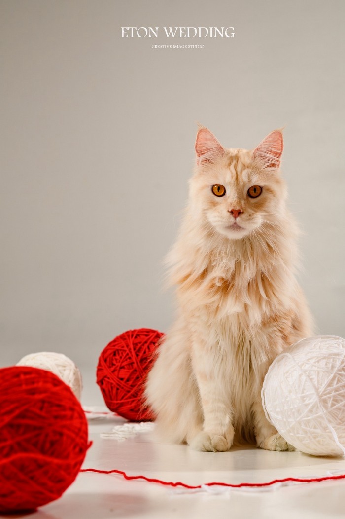 寵物寫真,寵物攝影,寵物照,毛孩照,紀念照